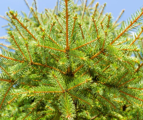 Weihnachtsbaum Hintergrund - Archivbild — Stockfoto