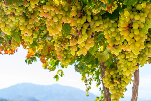 Uvas verdes e amarelas frescas em um arbusto — Fotografia de Stock