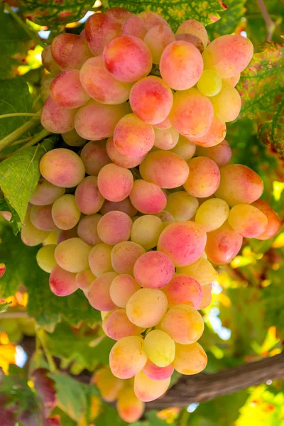 Uvas maduras, vermelhas e verdes, em videira — Fotografia de Stock