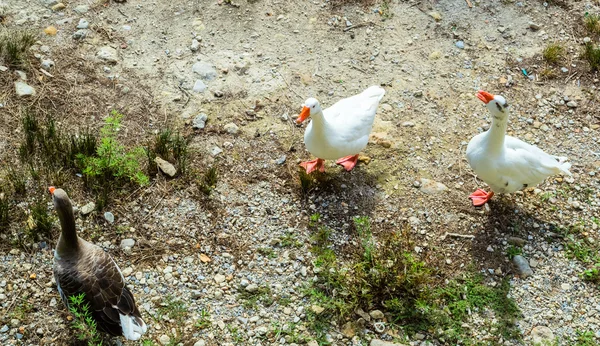 3 oies sur le terrain à la recherche de quelque chose à manger — Photo