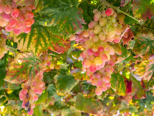 Amarelo e uvas vermelhas crescendo na videira — Fotografia de Stock