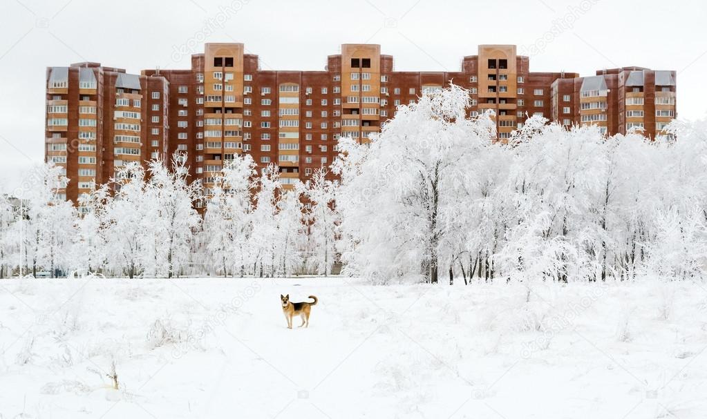 Trees in snow and a dog near modern house on a cold winter day
