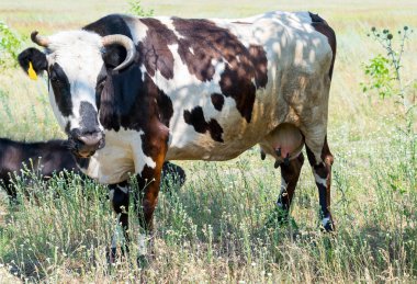 bir mera alanında inek