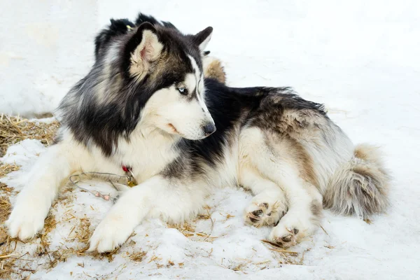 Pura raza husky acostado en la nieve —  Fotos de Stock