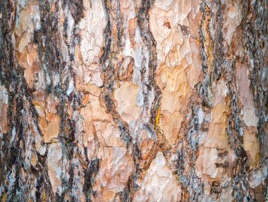 Çam ağacı kabuğu