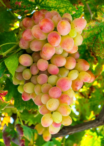 Uvas tintas e verdes maduras em videira — Fotografia de Stock