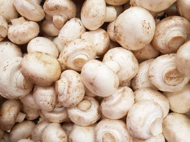 Tüm şampiyonların mantar arka planı pişmeye hazır.