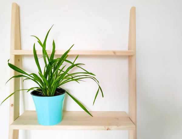 Pianta Verde Vaso Blu Bianco Scandinavo Interno — Foto Stock