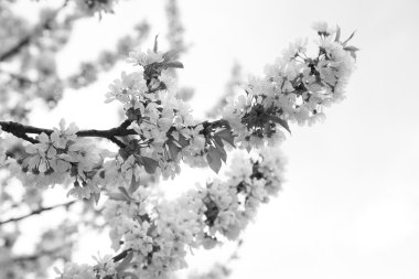 çiçek açan sakyra, kiraz ağacı