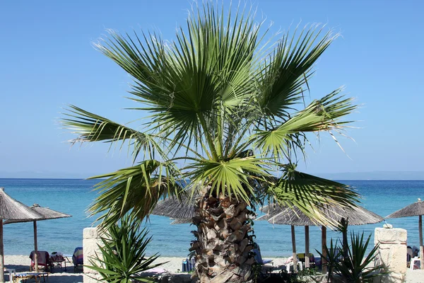 Schöne griechische Küste mit Palmen und Liegestühlen. — Stockfoto