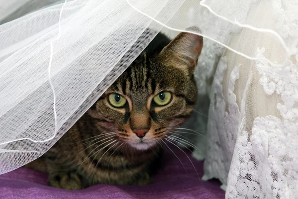 Katze unter Hochzeitskleid lizenzfreie Stockbilder