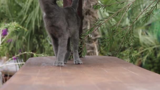 Gato en la mesa de bar tropical — Vídeos de Stock