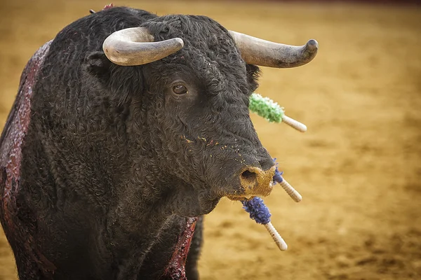 Modiga tjur i en tjurfäktning, Spanien — Stockfoto