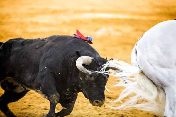 Toro valiente persiguiendo caballo durante una corrida de toros — Foto de Stock
