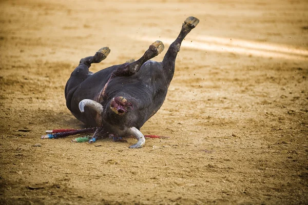 Bull spadá do arény smrti — Stock fotografie