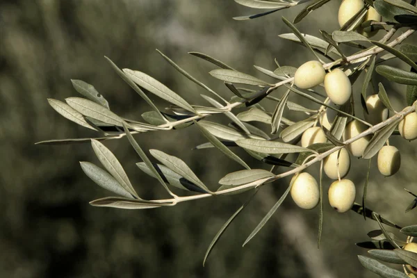 Olives variety Blanquette of jaen — Stock Photo, Image