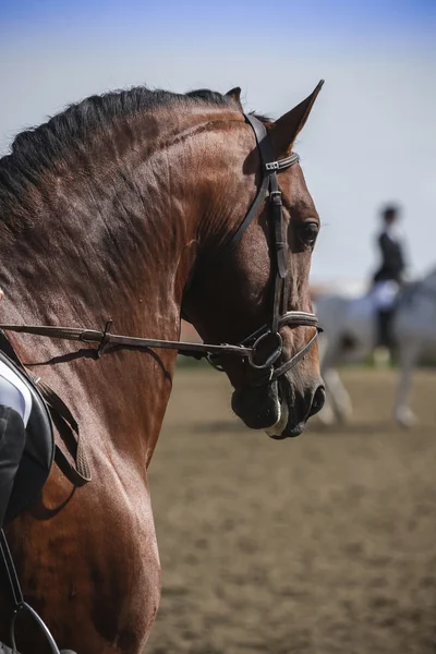 Detail van het hoofd van een rasechte Spaanse paard — Stockfoto