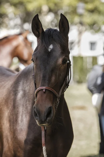 Detail van het hoofd van een rasechte Spaanse paard — Stockfoto