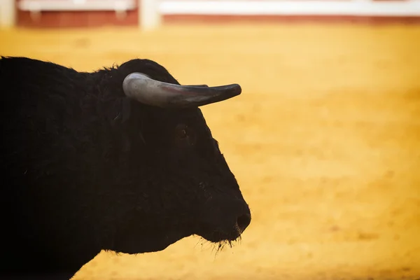 Modig tjur i tjurfäktning — Stockfoto