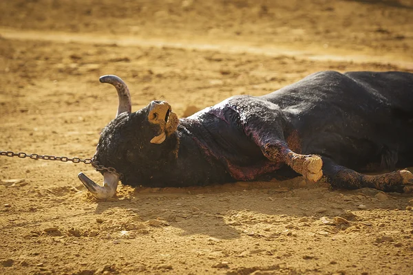 Arrastre del toro murió — Foto de Stock