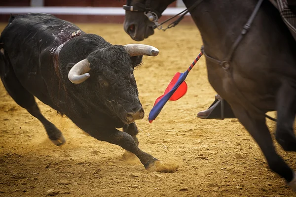Odvážný býk honí koně během koridy, Andalusie, Španělsko — Stock fotografie