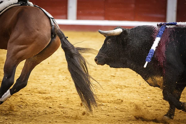 Odvážný býk honí koně — Stock fotografie