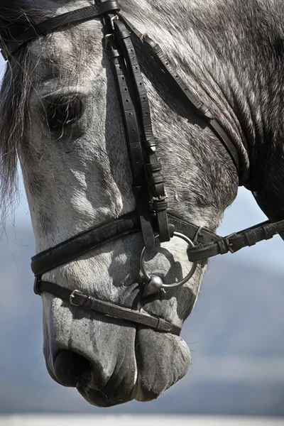 Λεπτομέρεια από το κεφάλι του ένα καθαρόαιμο άλογο ισπανική — Φωτογραφία Αρχείου