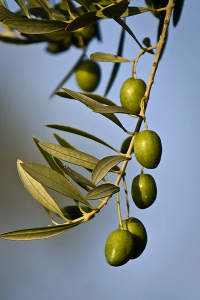 Azeitonas verdes em ramo com folhas — Fotografia de Stock