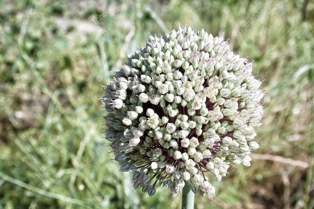 Allium sativum, flower of the garlic — Stock Photo © 34226623