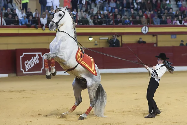 純血のスペイン語の古典的な dressage の馬の展覧会の女の子 — ストック写真