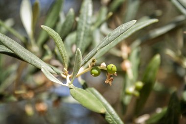 yeşil zeytin dalı yaprakları ile