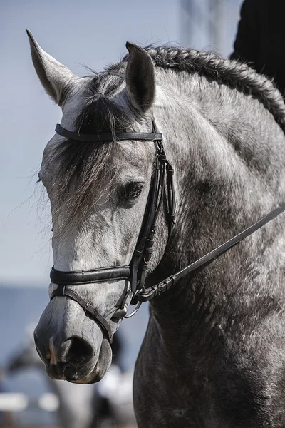 Dettaglio della testa di un cavallo spagnolo di razza pura — Foto Stock