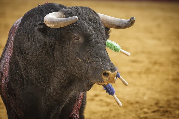 Toro valiente en una corrida de toros — Foto de Stock