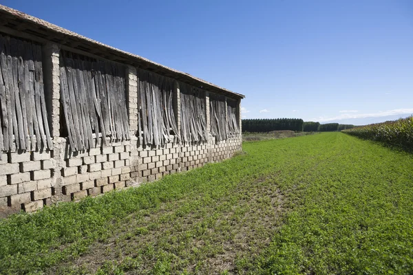 Přístřešek pro sušení na poli tabáku — Stock fotografie