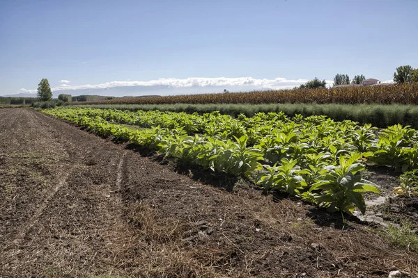 Paisagem rural — Fotografia de Stock