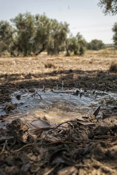 Tropfbewässerung in einem Feld von Olivenbäumen — Stockfoto
