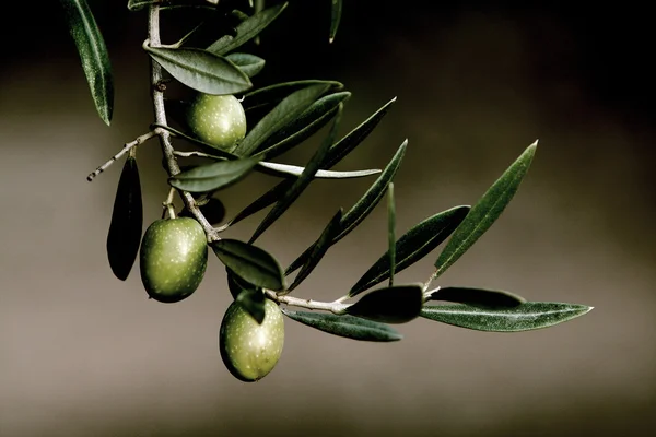 Oliven i en avgreningspikal – stockfoto