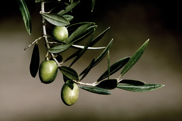 Zeytin dalında picual