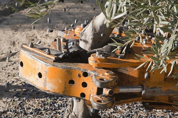 Máquina vibradora en un olivo — Foto de Stock