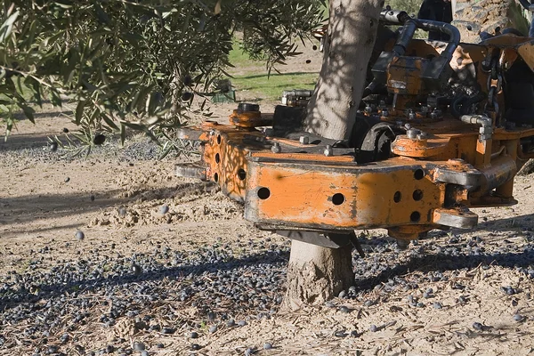 Vibrating machine in an olive tree — Stock Photo, Image