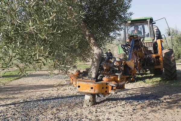 Vibrating machine in an olive tree — Stock Photo, Image
