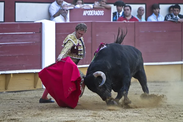 The Spanish Bullfighter Jose Luis Moreno bullfighting with the crutch in the Bullring of the Pozoblanco — Stock Photo, Image
