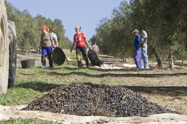 rolnicy rozładować oliwki w kupie na podłodze