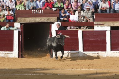 cesur bir boğa güreşi bullpens dışına gidiş içinde rakamın yakalama