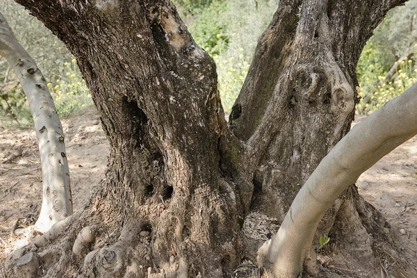 Detalhe de um tronco de oliveira contorcido — Fotografia de Stock