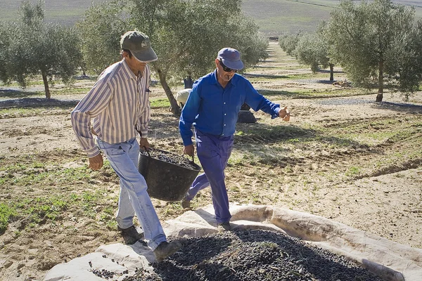 Dos agricultores descargan aceitunas en un montón en el suelo —  Fotos de Stock