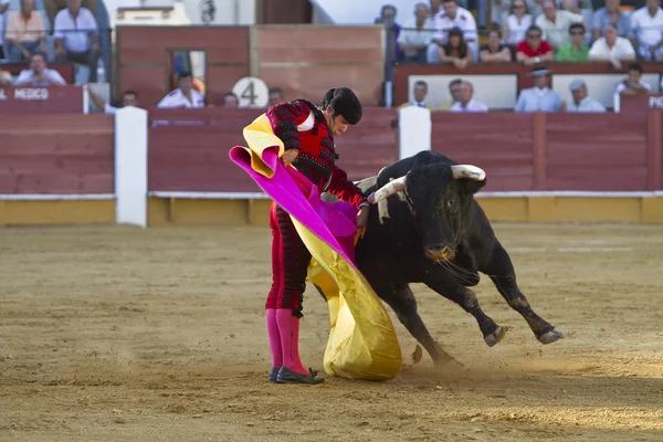 Torero español Salvador Vega taurina con la muleta en la Plaza de Toros de Cabra —  Fotos de Stock