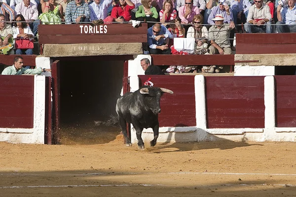 Captura da figura de um touro corajoso em uma tourada saindo de bullpens — Fotografia de Stock