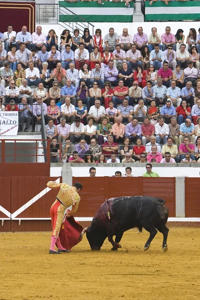 O toureiro espanhol Enrique Ponce touradas com a muleta no Bullring do Pozoblanco — Fotografia de Stock