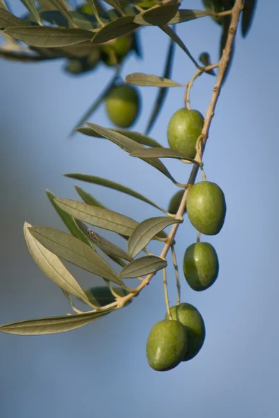 Green olives on branch with leaves — Stock Photo, Image